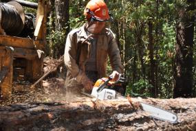 Trabajador forestal equipo cuidado