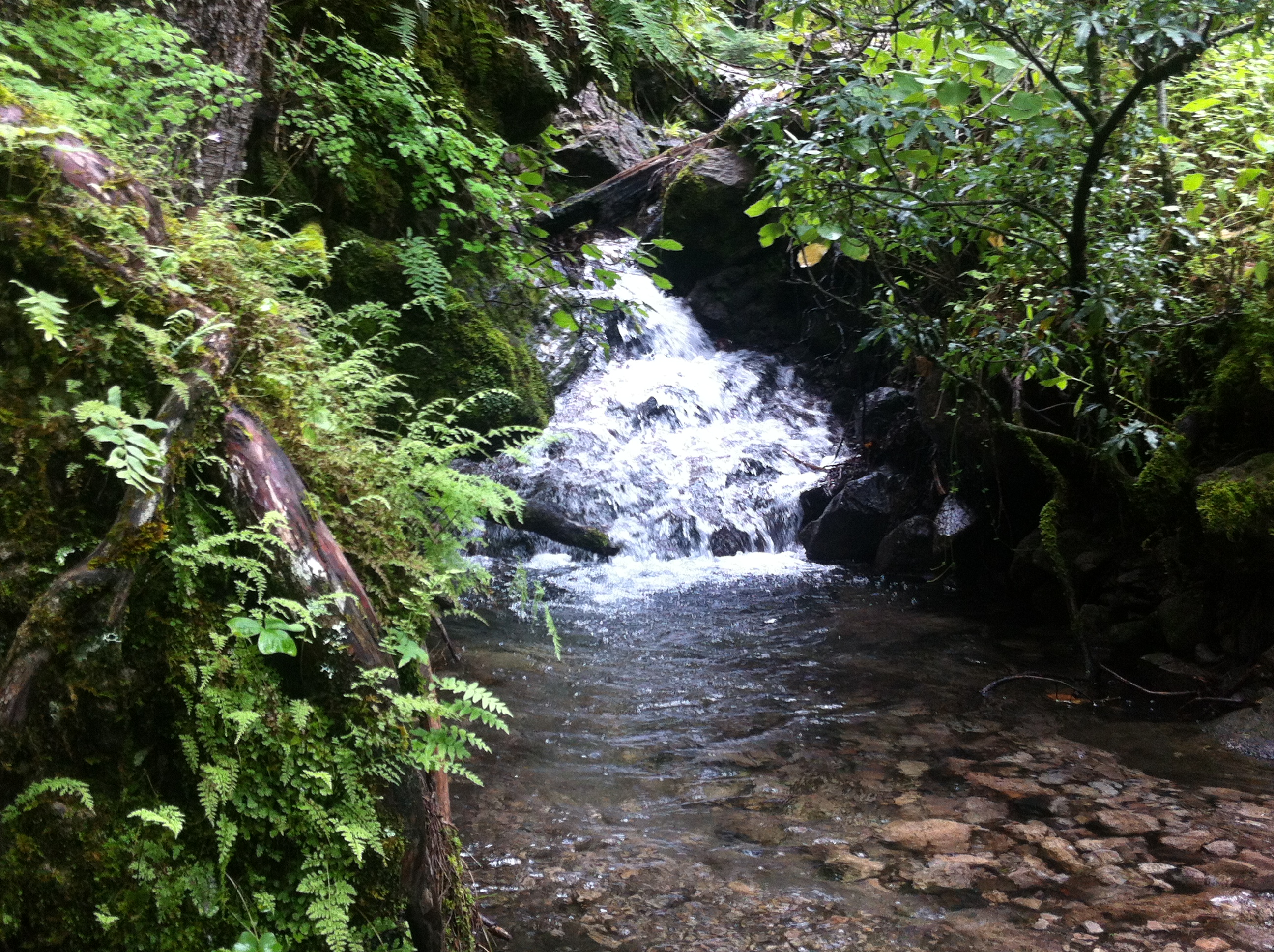 Cascada pequeña en bosque