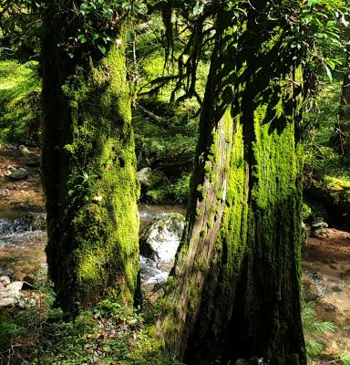 Bosque verde