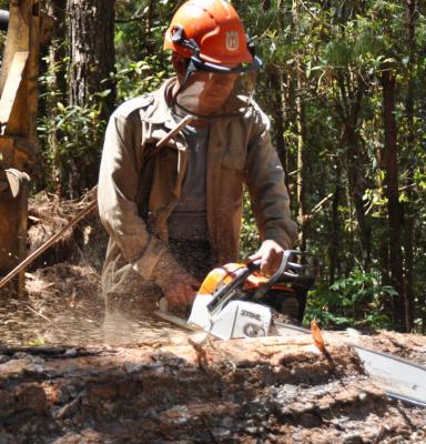 Trabajador forestal equipo cuidado