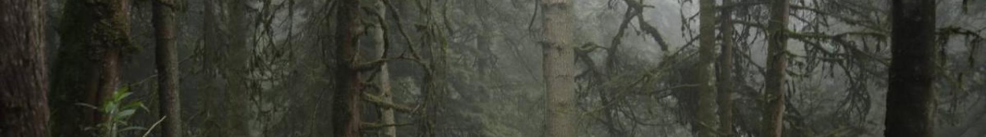 Izta Reforestamos