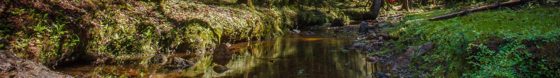 Bosque y agua