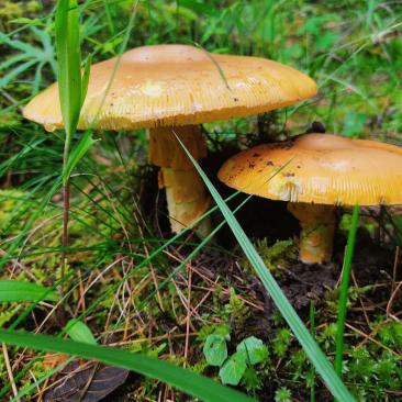 hongos en bosque templado